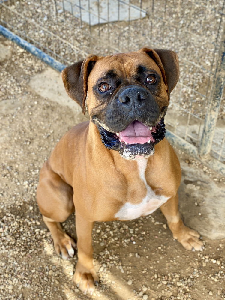 adoptable Dog in Austin, TX named Pace