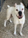 adoptable Dog in  named Zig Zag