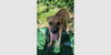 adoptable Dog in  named Sasha IV