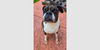 adoptable Dog in  named Diesel VII