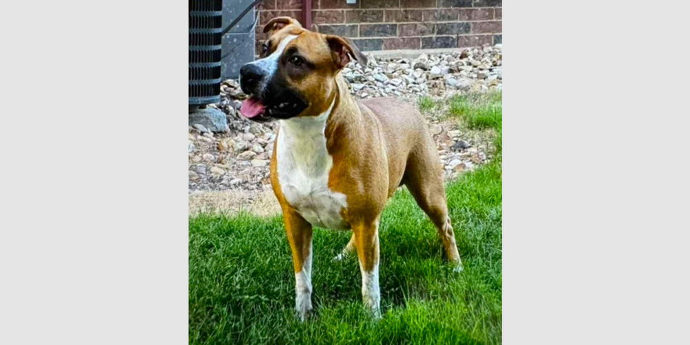 adoptable Dog in Austin, TX named Draco
