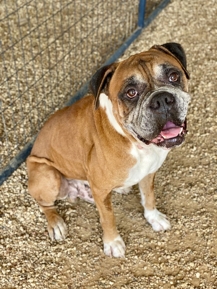 adoptable Dog in Austin, TX named Bronco