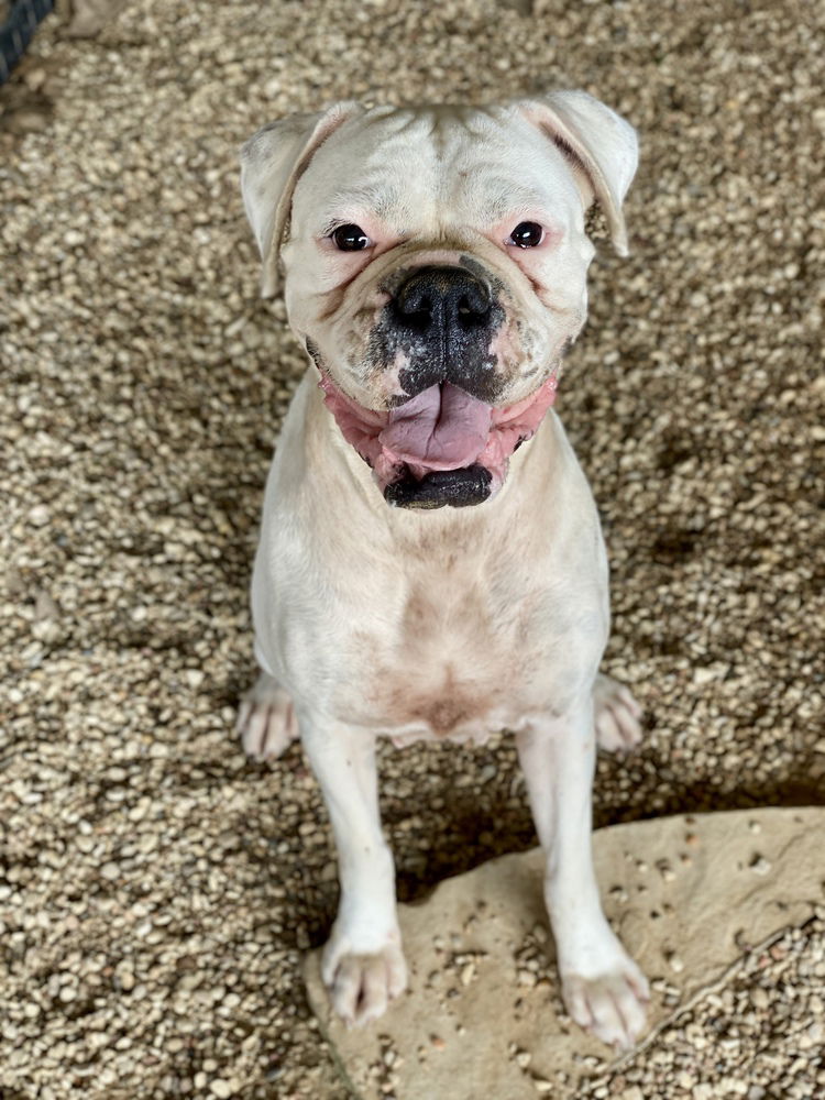 adoptable Dog in Austin, TX named Cricket