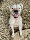 adoptable Dog in  named Cricket