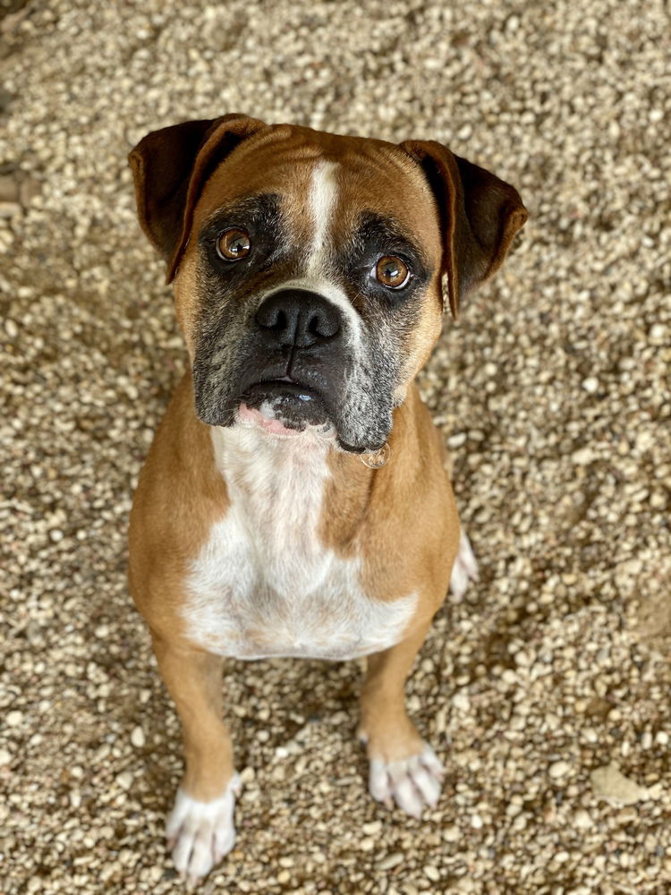 adoptable Dog in Austin, TX named Eldred
