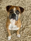adoptable Dog in  named Eldred