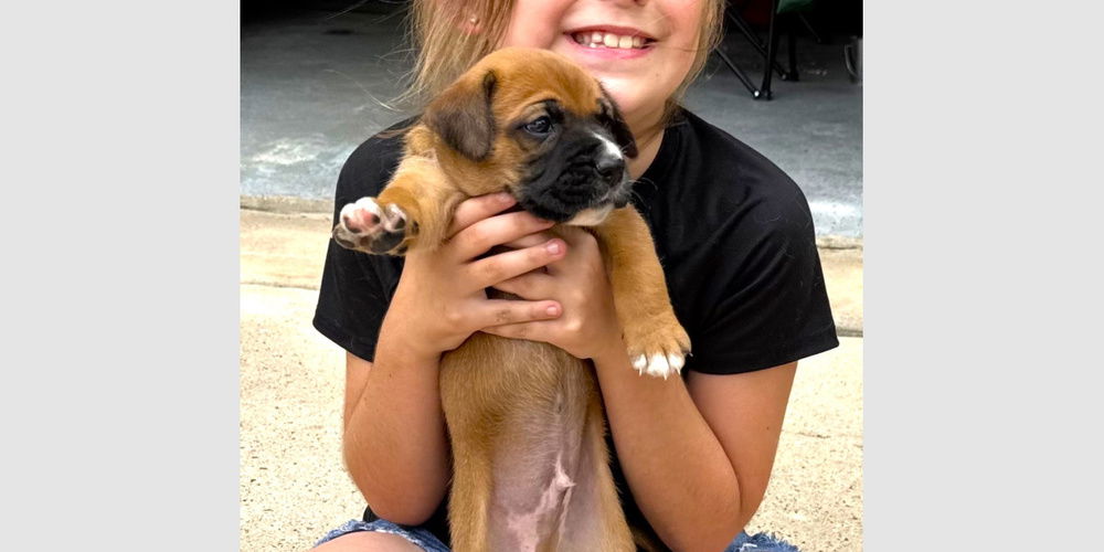adoptable Dog in Austin, TX named Lane