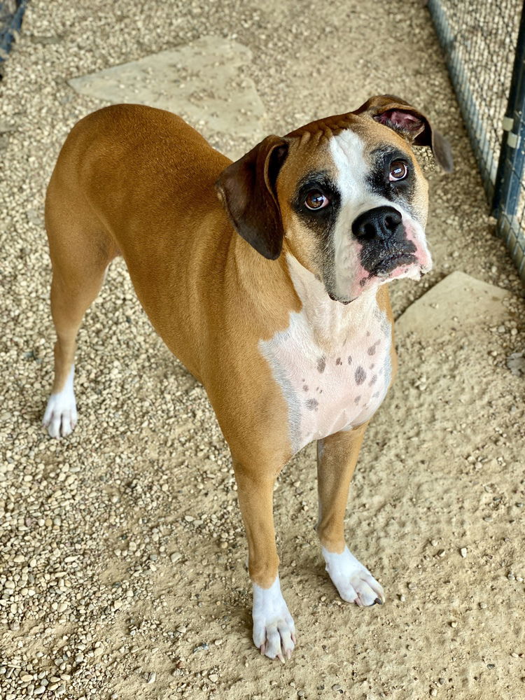 adoptable Dog in Austin, TX named Burreaux