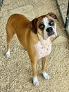 adoptable Dog in  named Burreaux