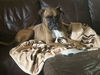 adoptable Dog in  named Linford