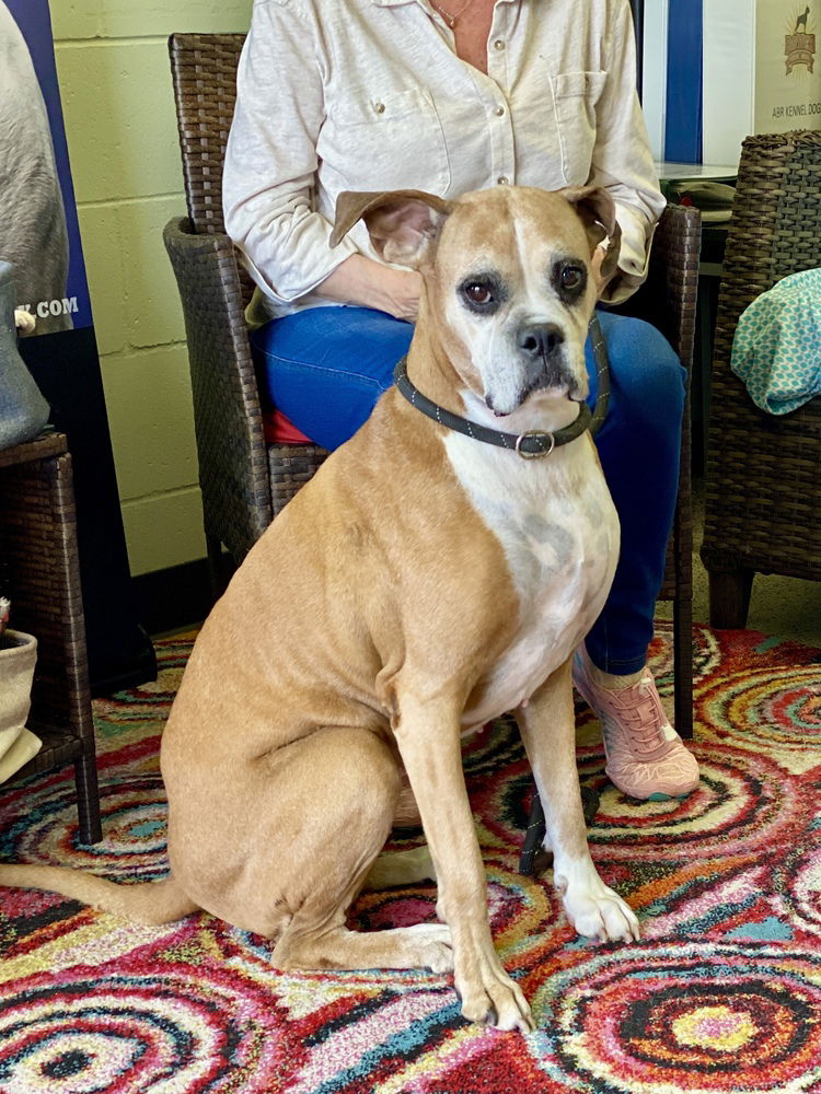 adoptable Dog in Austin, TX named Baby Girl III - Silver Heart