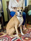 adoptable Dog in  named Baby Girl III - Silver Heart