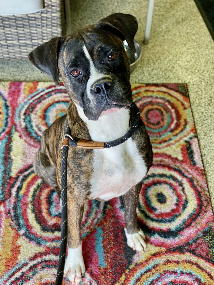 adoptable Dog in Austin, TX named Mariah