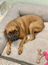adoptable Dog in  named Molly II