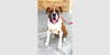 adoptable Dog in  named Simba II