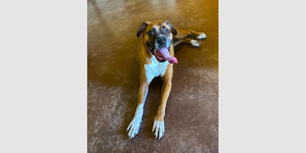adoptable Dog in Austin, TX named Bailey VII