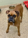 adoptable Dog in  named Osiris