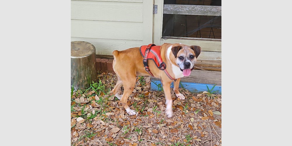 adoptable Dog in Austin, TX named Kayla - Silver Heart