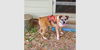 adoptable Dog in  named Kayla - Silver Heart