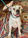 adoptable Dog in  named Sunny