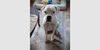 adoptable Dog in  named Blanca