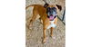 adoptable Dog in  named Ward