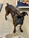 adoptable Dog in  named Parissa