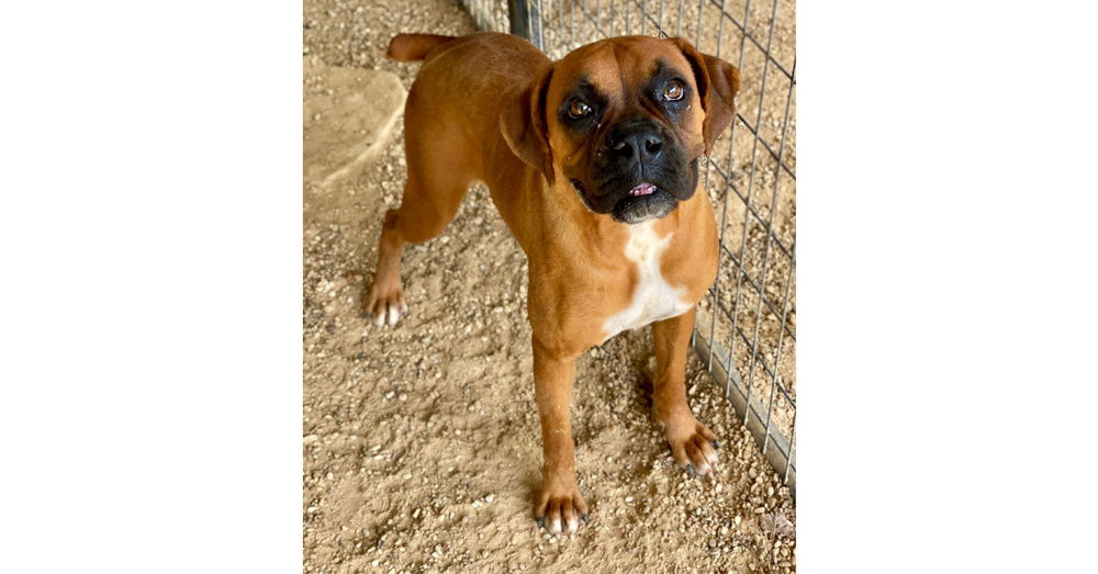 adoptable Dog in Austin, TX named Marcha