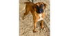 adoptable Dog in  named Marcha