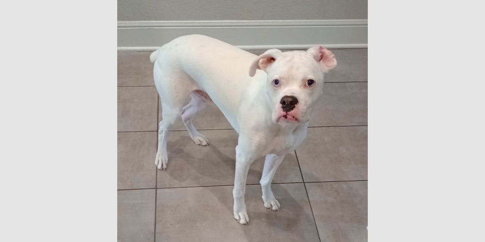 adoptable Dog in Austin, TX named Castiel