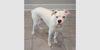 adoptable Dog in  named Castiel