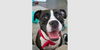 adoptable Dog in  named Penny IV