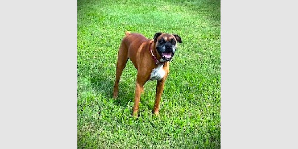 adoptable Dog in Austin, TX named Allie III