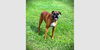 adoptable Dog in  named Allie III