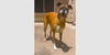 adoptable Dog in  named Bella XV