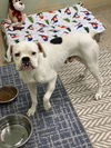 adoptable Dog in  named Flakko