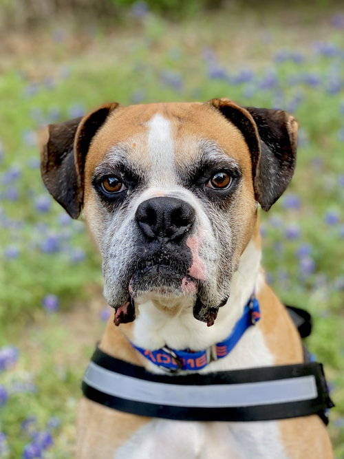 Buxton, an adoptable Boxer in Austin, TX