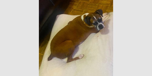 picture of the dog needing adoption