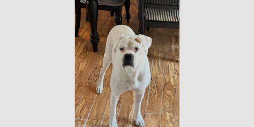 picture of the dog needing adoption