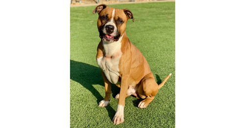 Sanderson, an adoptable Boxer in Austin, TX