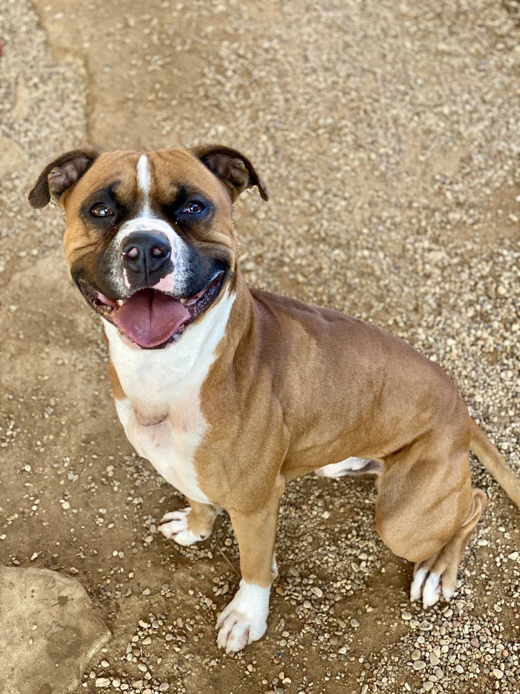 Sanderson, a adult male Boxer Mix