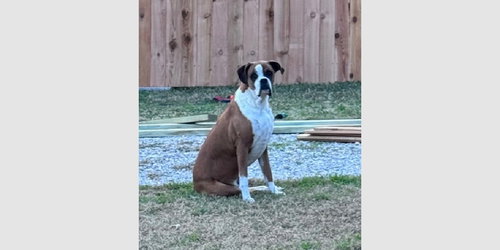 picture of the dog needing adoption