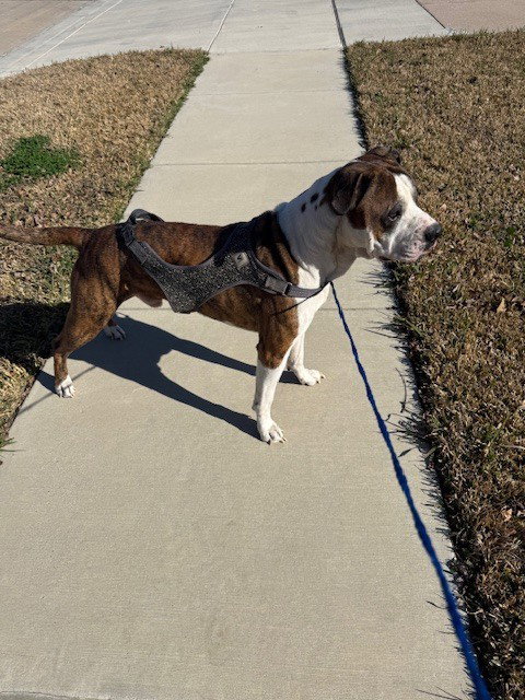 picture of the dog needing adoption