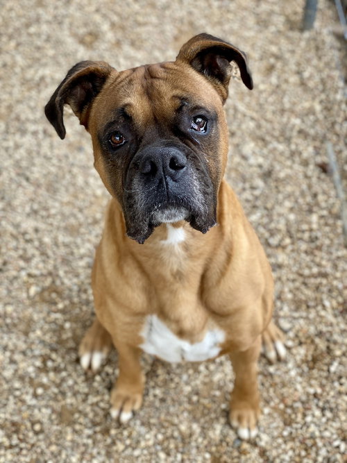 picture of the dog needing adoption