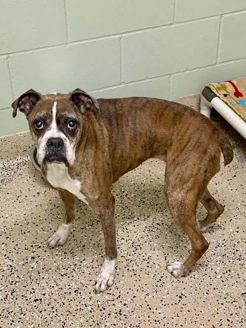 picture of the dog needing adoption