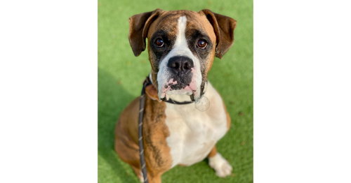 Jafari, an adoptable Boxer in Austin, TX