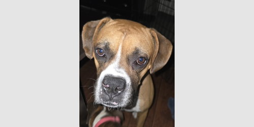 picture of the dog needing adoption