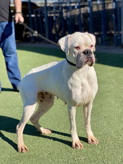 picture of the dog needing adoption