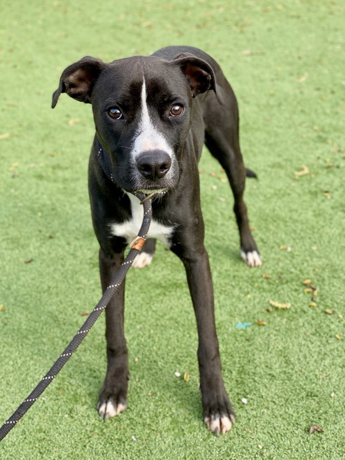 picture of the dog needing adoption