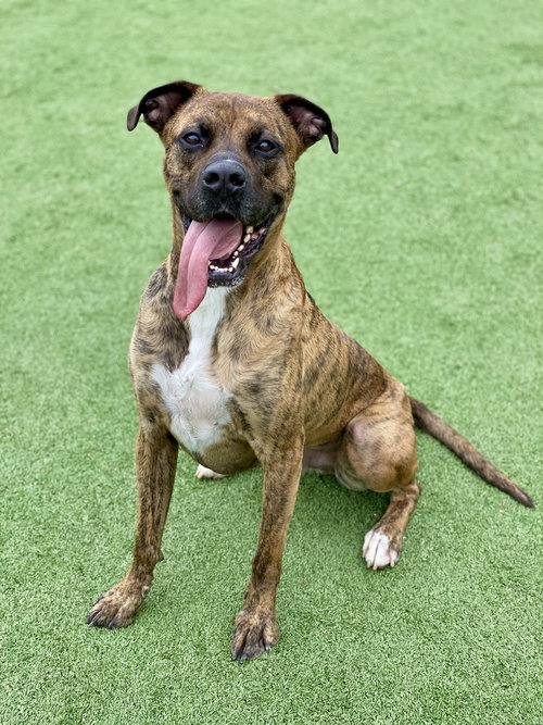 picture of the dog needing adoption